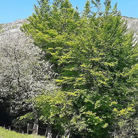 Ondarbaso Rurales Ii